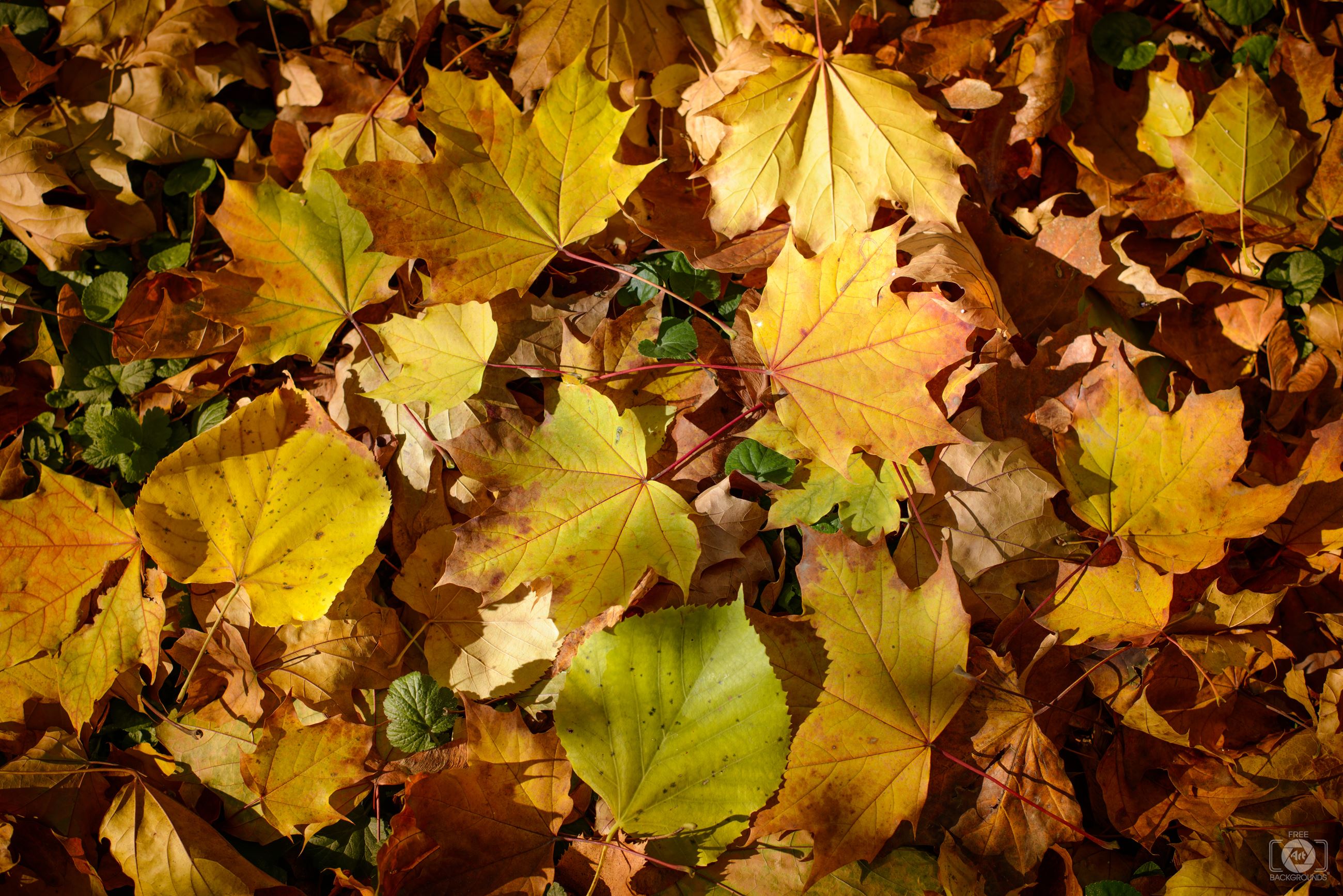 Fall_Leaves_on_the_Ground_Background-627