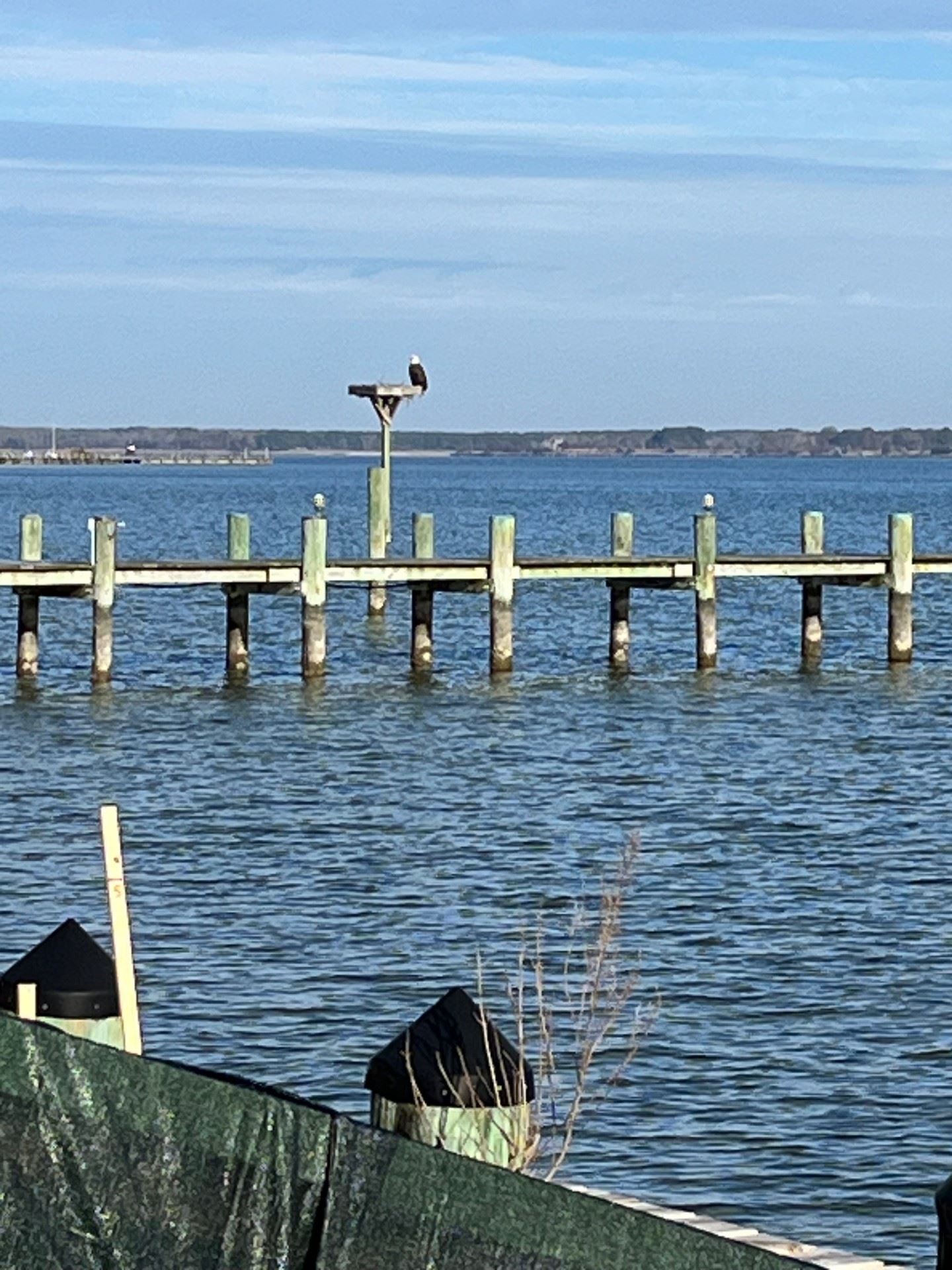 An image of the pier with an eagle at a nesting box by the berm example